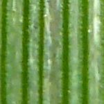 Rietzwenkgras (Festuca arundinacea)