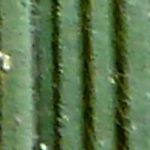 Smal fakkelgras (Koeleria macrantha)