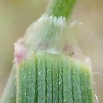 Smal fakkelgras (Koeleria macrantha)