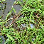 Watergras ( Catabrosa aquatica)