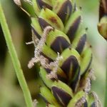 Zwarte zegge (Carex nigra)